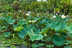 Mauritius-11 Маврикий,Ботанический сад Памплемус