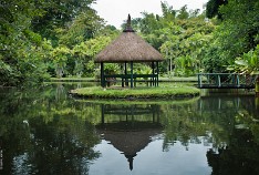 Mauritius-17 Маврикий,Ботанический сад Памплемус