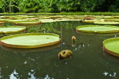 Mauritius-7 Маврикий,Ботанический сад Памплемус